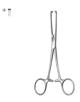 Stomach, Intestines, Rectum