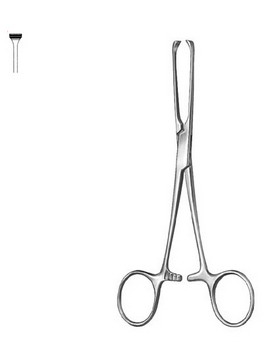 Stomach, Intestines, Rectum