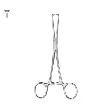 Stomach, Intestines, Rectum