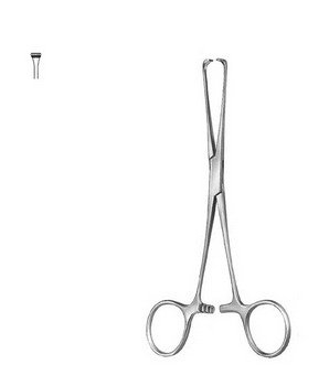 Stomach, Intestines, Rectum