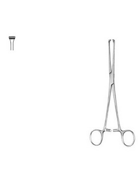 Stomach, Intestines, Rectum