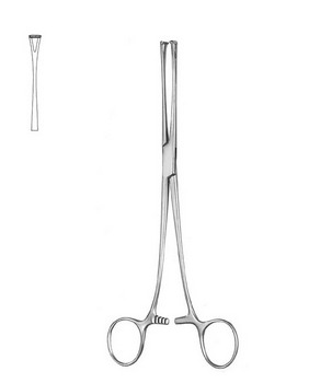 Stomach, Intestines, Rectum