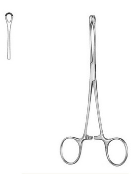 Stomach, Intestines, Rectum