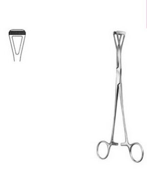 Stomach, Intestines, Rectum