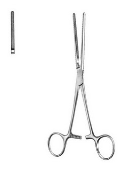 Stomach, Intestines, Rectum